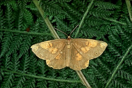 Orange Moth Angerona prunaria