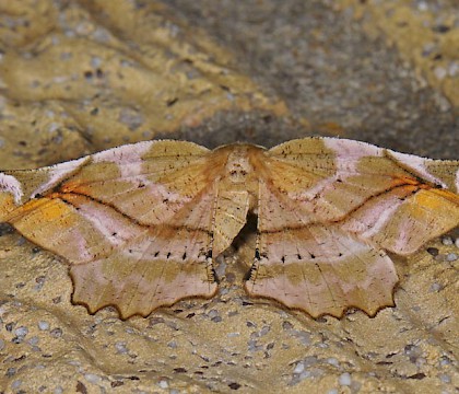 Adult • Hardenberg, The Netherlands • © Ab H. Baas