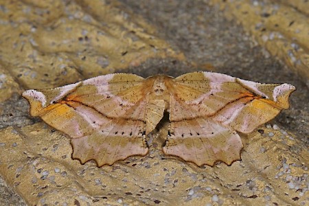 Lilac Beauty Apeira syringaria