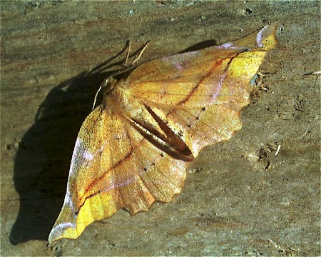 Lilac Beauty Apeira syringaria