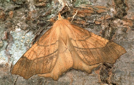 August Thorn Ennomos quercinaria