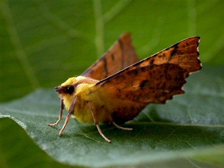 Canary-shouldered Thorn Ennomos alniaria