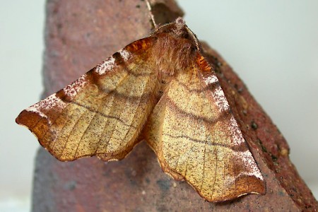 Early Thorn Selenia dentaria