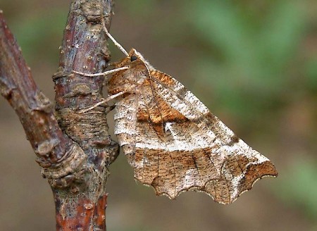 Early Thorn Selenia dentaria