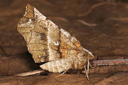 Early Thorn Selenia dentaria