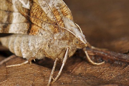 Early Thorn Selenia dentaria