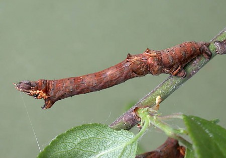 Early Thorn Selenia dentaria