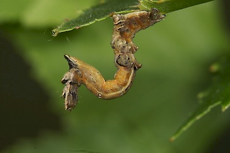 Early Thorn Selenia dentaria