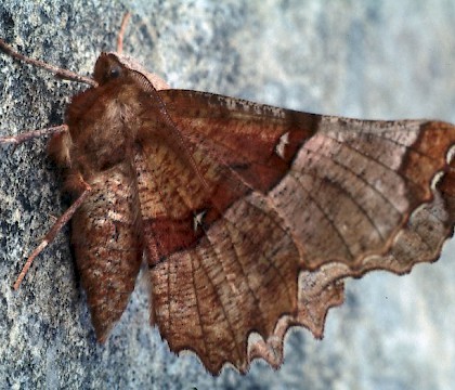 Adult • Roudsea Wood NNR, Cumbria • © Rob Petley-Jones