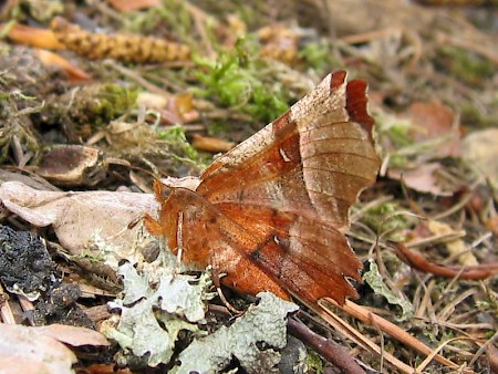 Lunar Thorn Selenia lunularia