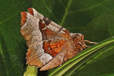 Purple Thorn Selenia tetralunaria