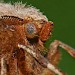 Close up of head • Hardenberg, The Netherlands • © Ab H. Baas