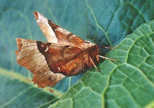 Purple Thorn Selenia tetralunaria