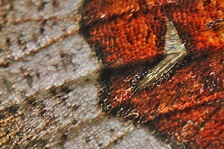 Purple Thorn Selenia tetralunaria