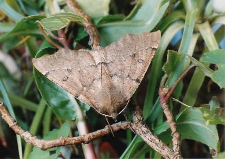 Scalloped Hazel Odontopera bidentata