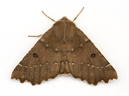 Scalloped Hazel Odontopera bidentata