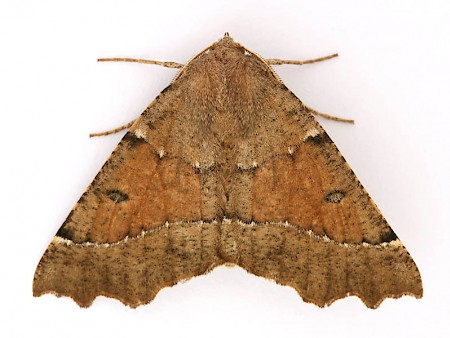 Scalloped Hazel Odontopera bidentata