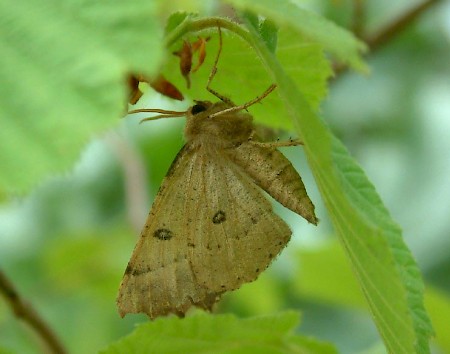 Scalloped Hazel Odontopera bidentata