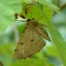 Adult • Hemingford Grey, Hunts. • © Nick Greatorex-Davies