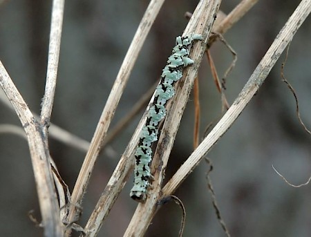 Scalloped Hazel Odontopera bidentata