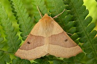 Scalloped Oak