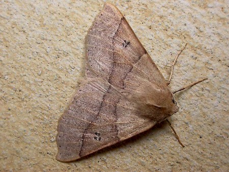 Dusky Scalloped Oak Crocallis dardoinaria