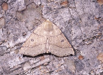 Dusky Scalloped Oak Crocallis dardoinaria