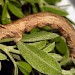 Larva • Guernsey, Channel Islands. Reared from female to light. • © Peter Costen