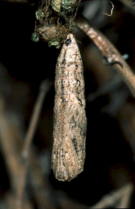 Swallow-tailed Moth Ourapteryx sambucaria