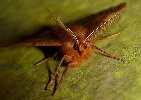 Feathered Thorn Colotois pennaria