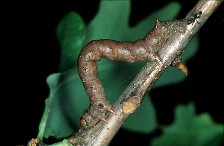 Feathered Thorn Colotois pennaria