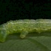 Larva • Detail showing spiracles. Netherlands. • © Jeroen Voogd