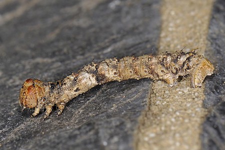 Small Brindled Beauty Apocheima hispidaria