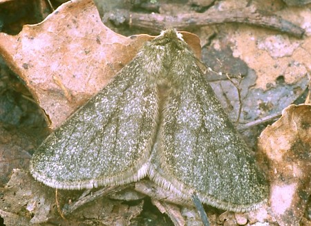 Pale Brindled Beauty Phigalia pilosaria