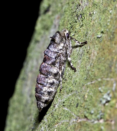 Pale Brindled Beauty Phigalia pilosaria