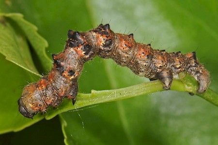 Pale Brindled Beauty Phigalia pilosaria