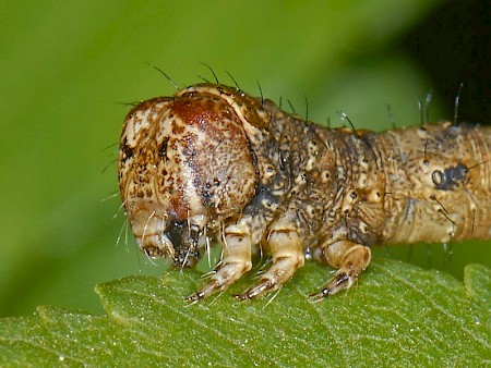 Pale Brindled Beauty Phigalia pilosaria