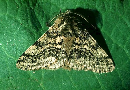 Brindled Beauty Lycia hirtaria