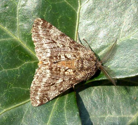 Brindled Beauty Lycia hirtaria