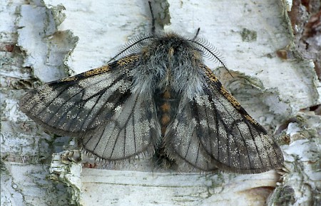 Rannoch Brindled Beauty Lycia lapponaria