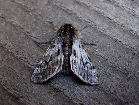 Rannoch Brindled Beauty Lycia lapponaria