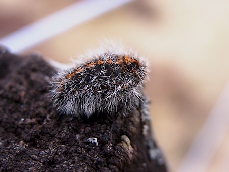 Rannoch Brindled Beauty Lycia lapponaria