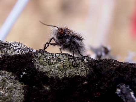 Rannoch Brindled Beauty Lycia lapponaria