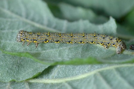 Rannoch Brindled Beauty Lycia lapponaria