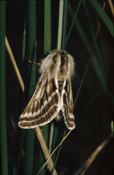 Belted Beauty Lycia zonaria