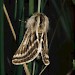 Male • North Wales • © David Green/Butterfly Conservation