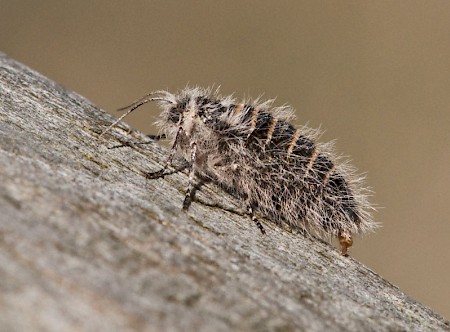 Belted Beauty Lycia zonaria