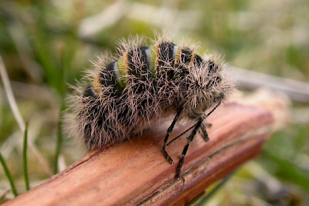 Belted Beauty Lycia zonaria