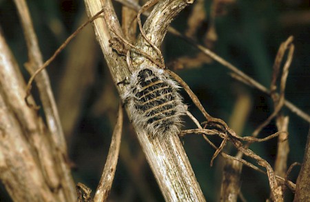 Belted Beauty Lycia zonaria