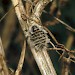 Female • North Wales • © David Green/Butterfly Conservation